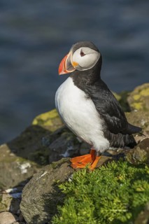 Atlantic Puffin (Fratercula arctica) on cliff, Iceland