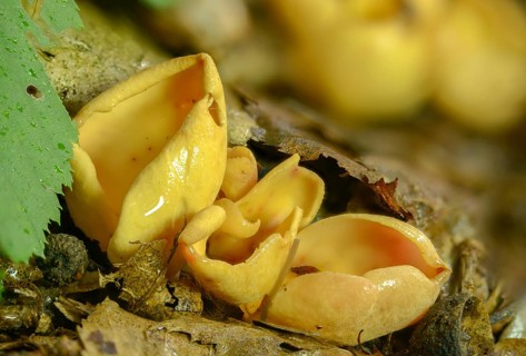 Aleuria onotica, donkey ear, otidea abietina, otidea onotica, peziza onotica, reddish earling,