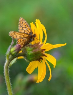 Bite tick moth, arnica montana, arnica, asteraceae, mountain welfare rental, euphydryas aurinia,