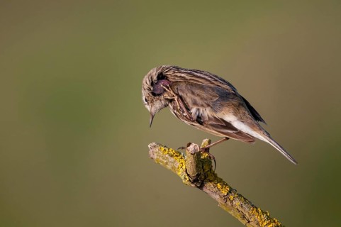 Anthus pratensis, meadow pipit, meadow pieper, birds, passeri, songbirds, birds