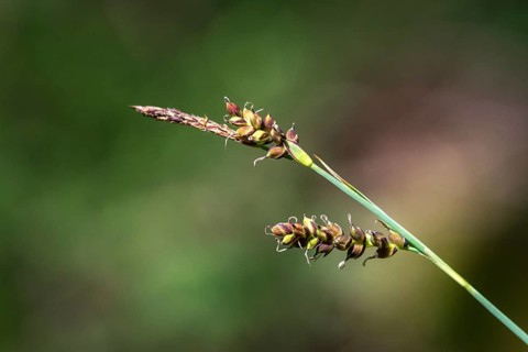Cyperaceae, millet harrow, sour grass, carex panicea, carnation sedge, flora, plants, plants
