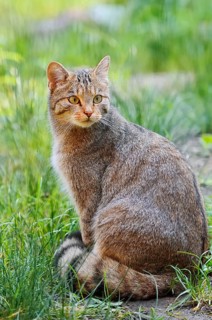 European wildcat (Felis silvestris silvestris), captive, Germany