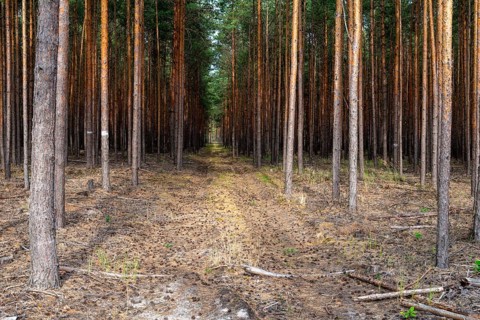 Baltic pine, Brandenburg, Germany, forche, common pine, pine plants, Nabu, Nabu project, national