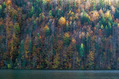 Lake Toplitz, forest in ful autumn colors, Austria