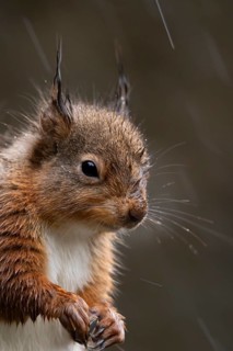 Red squirrel (Sciurus vulgaris) adult animal in a rain storm, England, United Kingdom