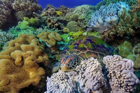 Underwater photograph of a green turtle (Chelonia mydas) . The green turtle, formerly also known as