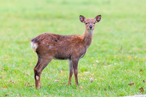 A Dybowski calf (Cervus nippon hortulorum) stands in a green meadow on a cloudy morning. China,