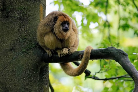 Black howler monkey (Alouatta caraya), adult, female, tree, sitting, alert, South America