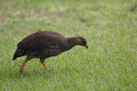 Cape Francolin (Pternistis capensis), adult, running, foraging, Karoo Desert Botanic Garden,