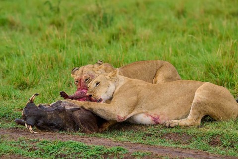 Lions feeding on their kill, a bloody scene in the wild, warthog (Phacochoerus africanus), lion