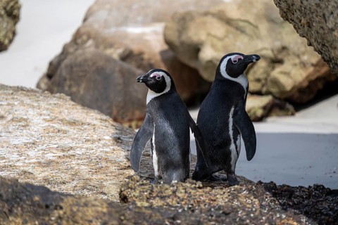 Two spectacled penguins (Spheniscus demersus) on a rock, Boulder Beach, Western Cape, Simon's Town,