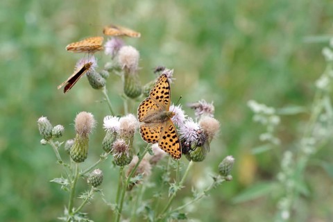 Queen of Spain fritillary (Issoria lathonia), thistle, Germany, several butterflies are feeding on