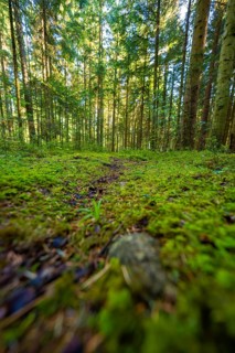 View along a moss-covered forest trail under tall trees, Besenfeld, Black Forest, Germany