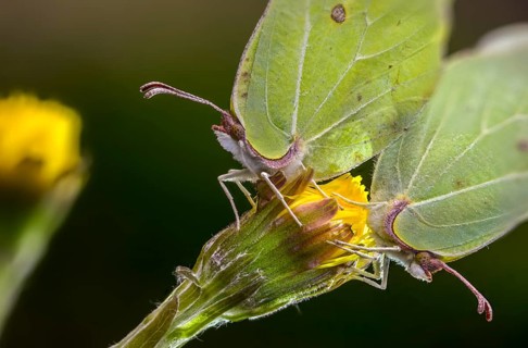 Brimestone, gonepteryx rhamni, butterfly, insects, copula, mating, butterflies, butterflies