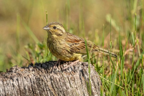 Yellowhammer Yellow Bunting (Emberiza citrinella) sits on a pile of wood. Green grass surrounds it.