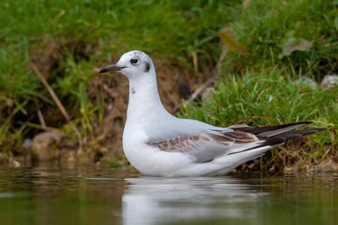 Black-headed gull, Chroicocephalus ridibundus, black-headed gull, Larus ridibundus, birds,