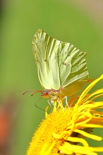 Lemon butterfly (Gonepteryx rhamny) on a yellow flower of a Great Telekie (Telekia speciosa),