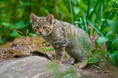 An alert kitten in the woods on mossy ground, a young European wildcat (Felis silvestris), Hesse,