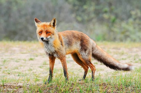 Red fox (Vulpes vulpes), North Holland, Netherlands