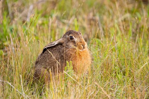 European hare (Lepus europaeus) Germany