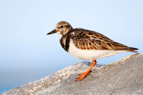 A turnstone (Arenaria interpres) in its non-breeding plumage stands on a rock, Fuerteventura,