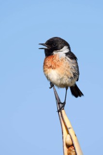 Black-throated Wheatear (Saxicola rubicola), singing male, Algarve, Portugal