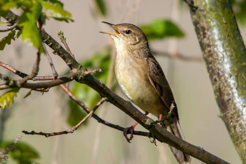 Brandenburg, Common Grasshopper Warbler, Germany, Grasshopper Warbler, Locustella Naevia, Nabu,