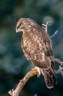 Accipitriformes, Buteo Buteo, Buzzard, Buzzard, Birds of Prey, High Size, Portrait Format, Raptors,