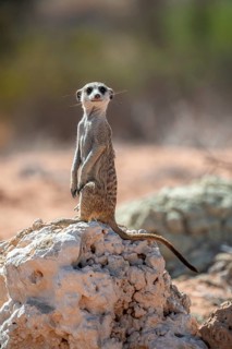 Meerkat (Suricatta suricata), Kgalagadi Transfrontier Park, Northern Cape, South Africa