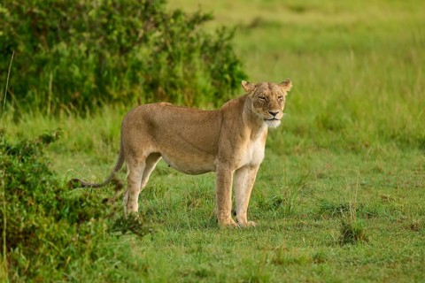 An alert lioness stands in the green savannah, full of grass, lion (Panthera leo), Masai Mara