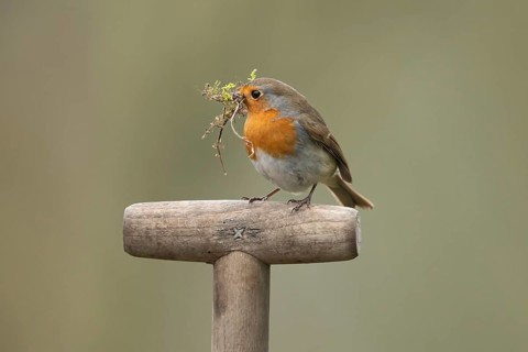 European robin (Erithacus rubecula) adult garden bird with nest material in its beak on a fork
