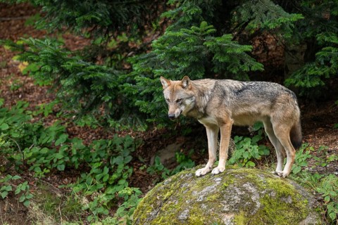 Wolf (Canis lupus) standing on a moss-covered rock and looking attentively, captive, Bavarian
