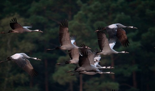2010, Brandenburg, Crane, Germany, Grus Grus, Crane, Nabu, national natural heritage, natural
