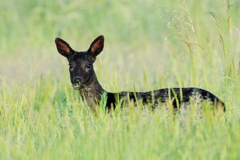 European roe deer (Capreolus capreolus), black roe deer, a doe standing in a meadow and feeding,