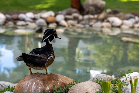 Wood ducks are seen enjoying the serene environment around a pond at a hotel in Turkiye. The clear