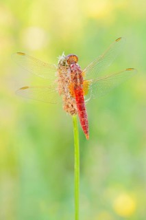 Red-eyed damselfly (Crocothemis erythraea), male, North Rhine-Westphalia, Germany