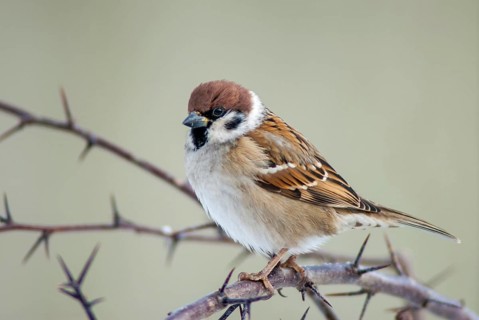 Tree Sparrow, Passer Montanus, Sparrow, Tree Sparrow, Birds, Passeri, Songbirds, Sparrow, Sparrow,
