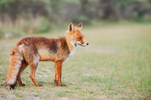 A red fox (Vulpes vulpes) stands in a meadow, the Netherlands