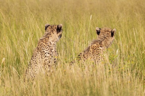 Cheetah (Acinonyx jubatus). Two cubs. Siblings. Kalahari Desert, Kgalagadi Transfrontier Park,