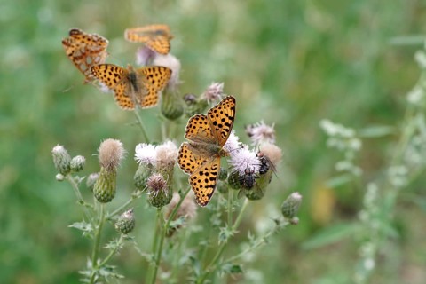 Queen of Spain fritillary (Issoria lathonia), thistle, nectar, Germany, several butterflies perched