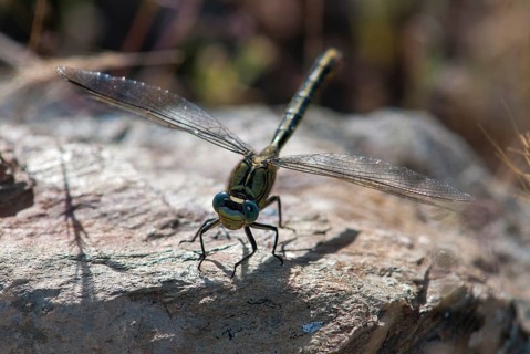 Gomphus Pulchellus, Western Clubtail, Western Wedge Maiden, Anisoptera, Damselflies, Dragonflies,