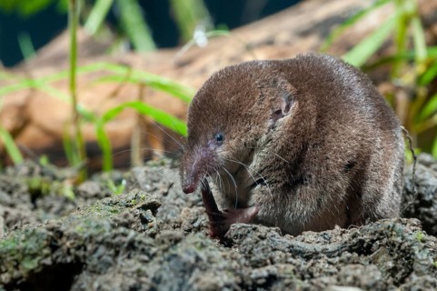 Common shrew, insectivora, insectivora, sorex araneus, wood shrew, mammals, shrew, mammals