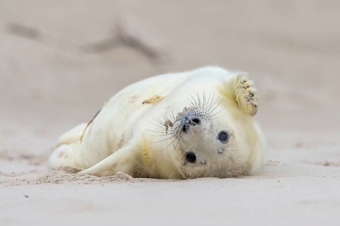 Young grey seal (Halichoerus grypus) on the beach, Nordesee, Heligoland, Schleswig-Holstein,
