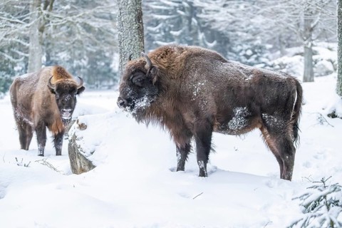European bison (Bison bonasus) or Wisent standing on a meadow next to the forest in winter, snow,