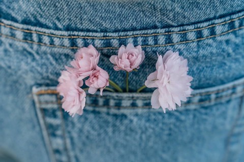 A branch of pink flowers of Japanese decorative cherry (Prunus serrulata) Kanzan in the back pocket