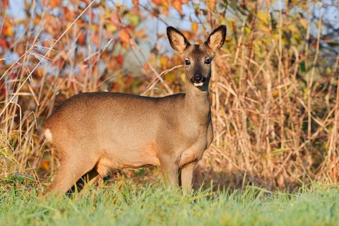 European roe deer (Capreolus capreolus), female roe deer in autumn, North Rhine-Westphalia, Germany