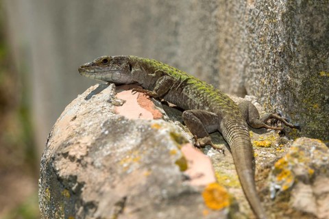 Granelli, Italian Wall Lizard, Italy, Pantani Cuba and Longarini, Podarcis Sicula, Podarcis Sicula,