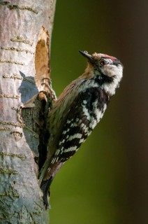Dendrocopos minor, dryobates minor, small woodpecker, lesser spotted woodpecker, birds, high size,