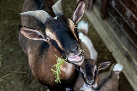 Two playful dwarf goats are munching on fresh greens in a rustic area of a hotel farm in Turkiye.