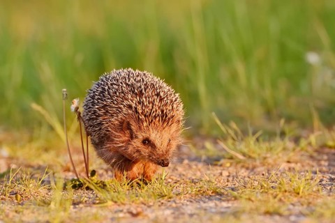 Brown-breasted hedgehog or Western European hedgehog (Erinaceus europaeus), North Rhine-Westphalia,